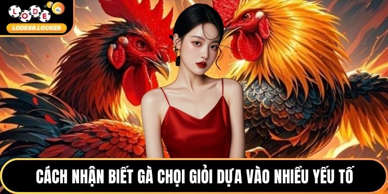 Cách nhận biết gà chọi giỏi dựa vào nhiều yếu tố