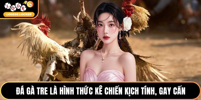 Đá gà tre là hình thức kê chiến kịch tính, gay cấn