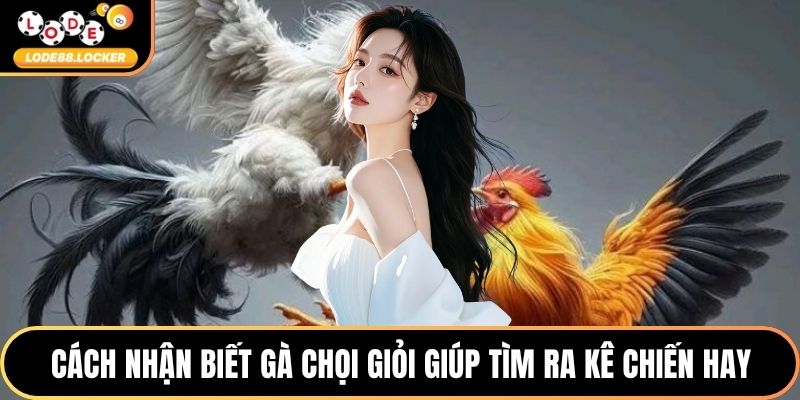 Cách nhận biết gà chọi giỏi giúp tìm ra kê chiến hay