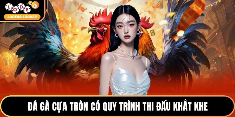 Đá gà cựa tròn có quy trình thi đấu khắt khe