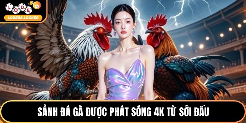 Sảnh đá gà được phát sóng 4K từ sới đấu