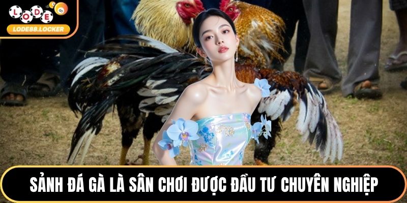 Sảnh đá gà là sân chơi được đầu tư chuyên nghiệp